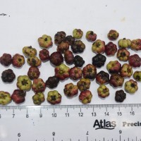 Phyllanthus candolleanus (Wight & Arn.) Chakrab. & N.P.Balakr.
